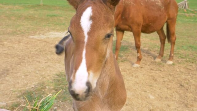 CLOSE UP, DOF: Cute little baby horse shakes its head as unknown person tries to feed it grass. Chestnut foal does not want to eat grass offered by an unrecognizable person. Adorable newborn horse.