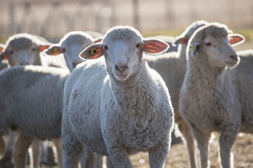 Woolled sheep in a pen