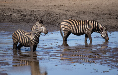Fototapeta na wymiar South African Zebra in their natural habitat