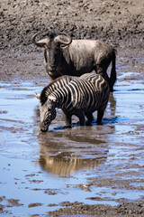 Fototapeta premium South African Zebra in their natural habitat