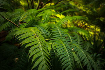 Green fern vegetation Creative tropical green leave in a forest. Nature spring concept. 
