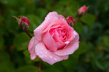 Goutes de pluie sur les pétales d'une rose