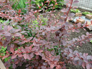 pink flowers in garden