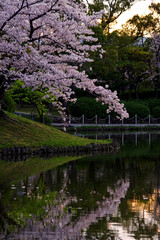 Obraz na płótnie Canvas 日本の春の公園・夕暮れの池のほとりに咲く桜とリフレクション