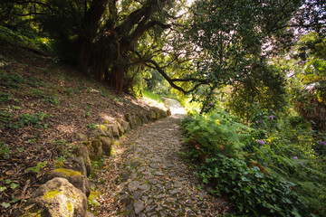 Amazing path surrounded by vegetation in a forest. Magical florest