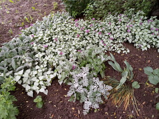 flowers in the garden