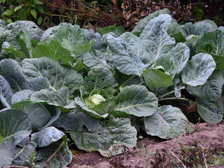 A bed of cabbage in the middle of summer