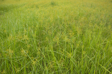  flowers green grass in the wind