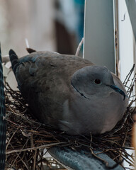Fototapeta premium Dove on the nest