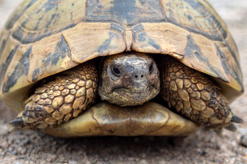 Close-up portrait of a turtle.
