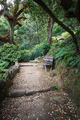 old stone staircase surrounded by vegetation in a forest with a wood seat. Magical florest