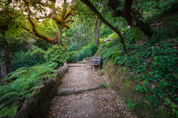 old stone staircase surrounded by vegetation in a forest with a wood seat. Magical florest