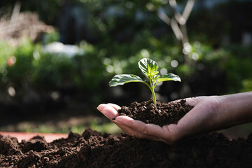 Hand of person holding abundance soil with young plant in hand   for agriculture or planting peach nature concept.