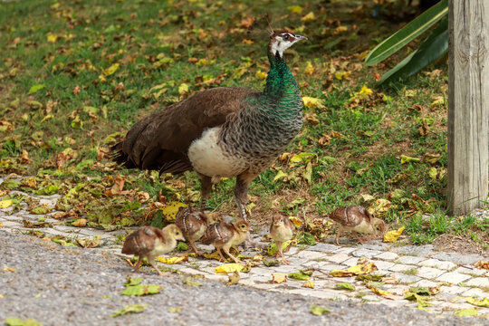 Female Peacock with five newborn baby