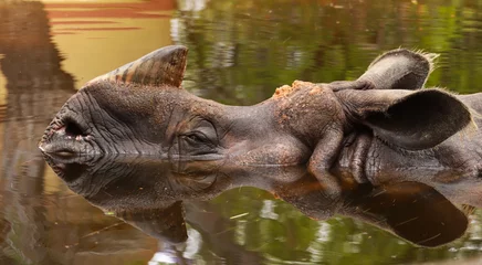 Gardinen Nashorn head of an indian rhino in the water. rhinoceros in the water head detail  © nvphoto