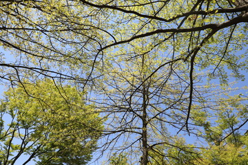 자연, 꽃, 풍경, 예쁜풍경, 아름다운자연