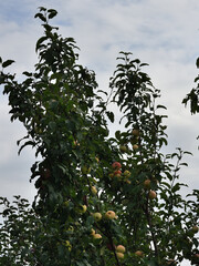 Branches of an apple tree with ripened fruits