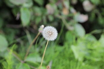 자연, 꽃, 풍경, 예쁜풍경, 아름다운자연