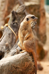 Meerkat on sentry duty, Botswana. Suricate group