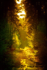 sunset in the forest