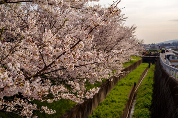 兵庫県伊丹市・下河原緑地の桜並木