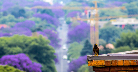 Bird on a ledge
