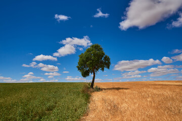 paisaje de verano