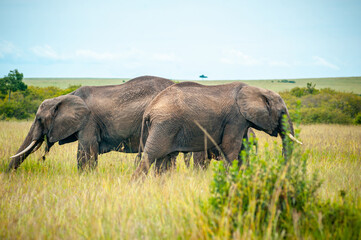 Naklejka na ściany i meble Group of wild elephant on the yellow grass in National park Africa 
