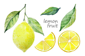 Watercolor lemon fruit set. White background. Fresh fruit. Lemon tree fruits and leaves. Collection design elements for cards, scrapbooking, posters - obrazy, fototapety, plakaty