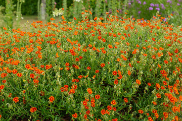 Rock roses in bloom