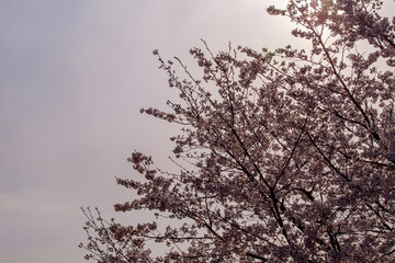 夕暮れの桜