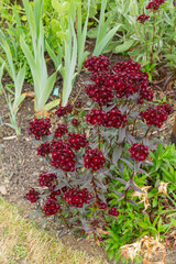 dianthus barbatus, the sweet william a species of flowering plant native to southern europe and parts of asia, it had become a popular garden plant