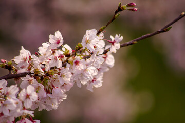 夕暮れの桜