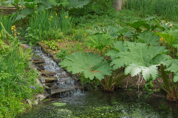 Water tumbling down the steps into the garden pond, with well planted borders of iris and gunnera adding to the scene