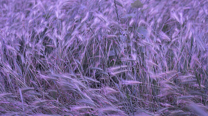violet background from grass
