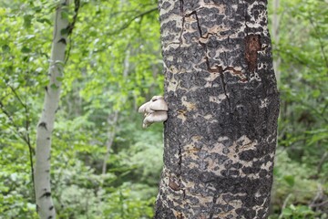 Healing chaga mushroom grows on a birch in a summer forest.