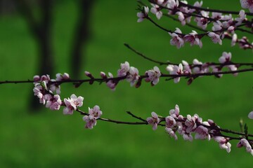 pink peach flowers on sunny day with blue sky
