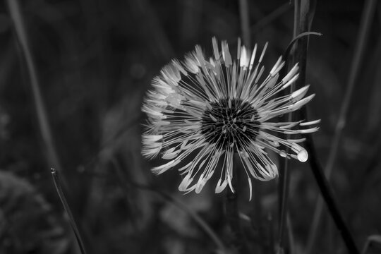 Fototapeta Mniszek pospolity, dojrzałe owoce, tak zwany dmuchawiec