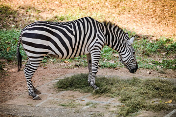 Fototapeta na wymiar single striped big adult zebra eats green beveled grass in open aviary