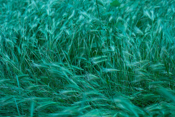 fairy green background from grass