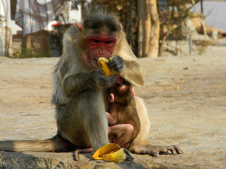 Animals in the wild. India. The family of monkeys. Eating macaque. mom and baby