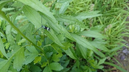 ラミーカミキリ