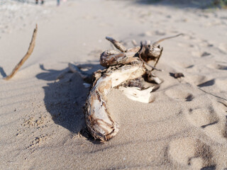 Drift wood washed up on a the sandy beach at Talacre, North Wales