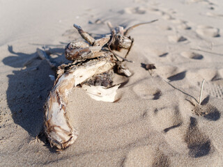 Drift wood washed up on a the sandy beach at Talacre, North Wales