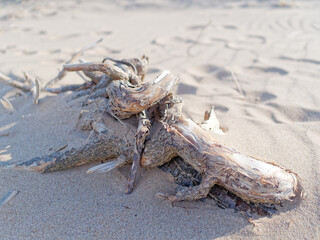Drift wood washed up on a the sandy beach at Talacre, North Wales