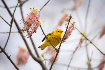 A Yellow Warbler perched upon a flowering Manitoba Maple in the Wet Woods section of Toronto's popular Tommy Thompson Park.