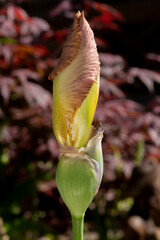 Iris germanica, bearded iris strange brew in bud about to bloom