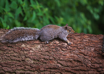 Grey Squirrel feeding in the wild
