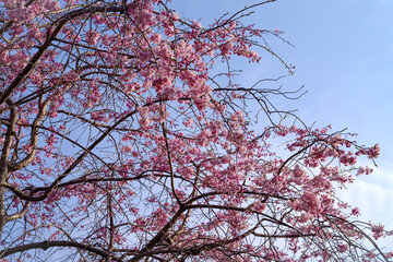 青空を背景に咲く枝垂桜