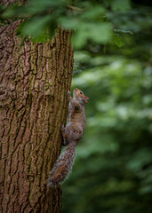 Grey Squirrel feeding in the wild
